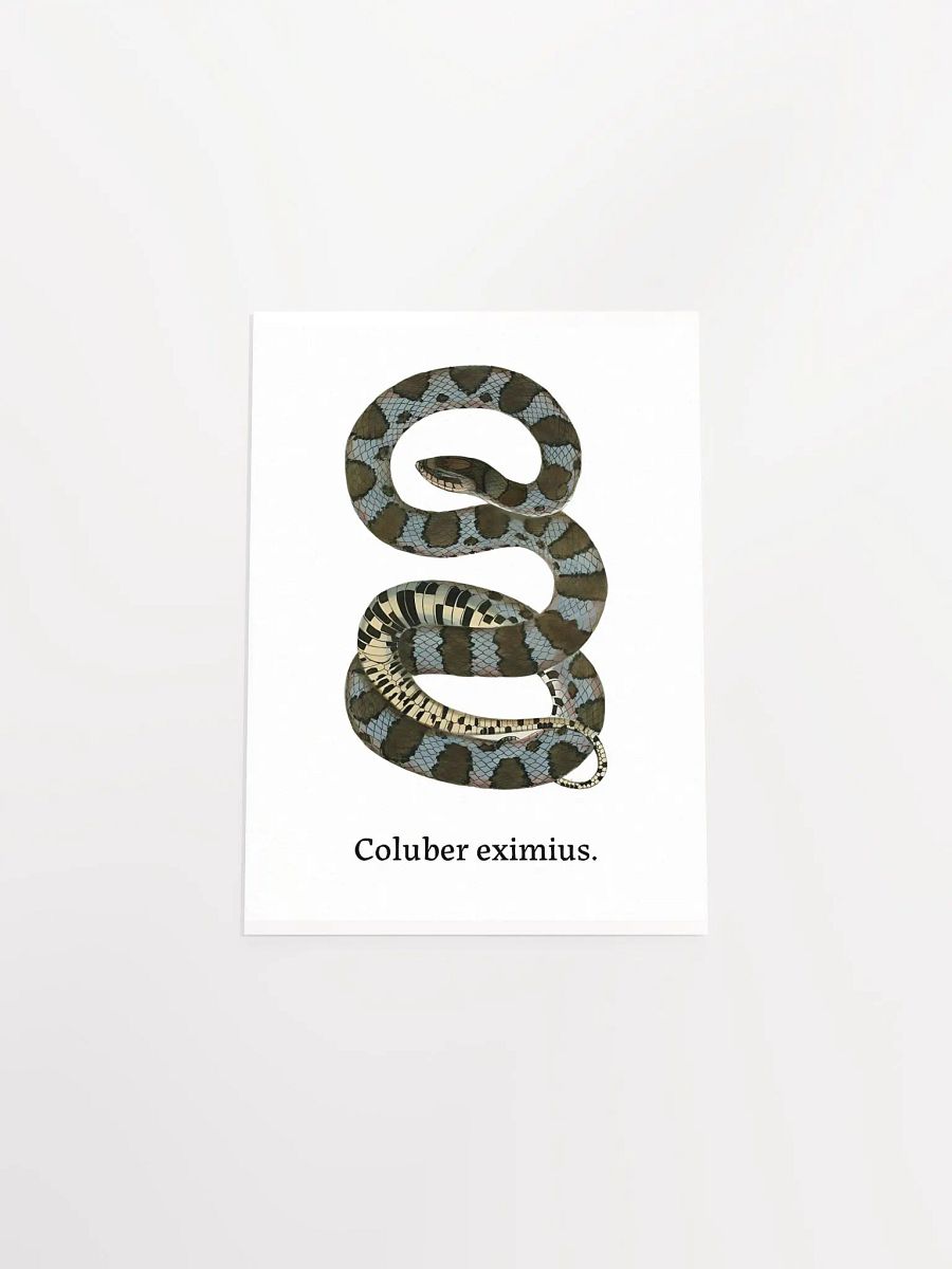 Coluber eximius. product image (5)