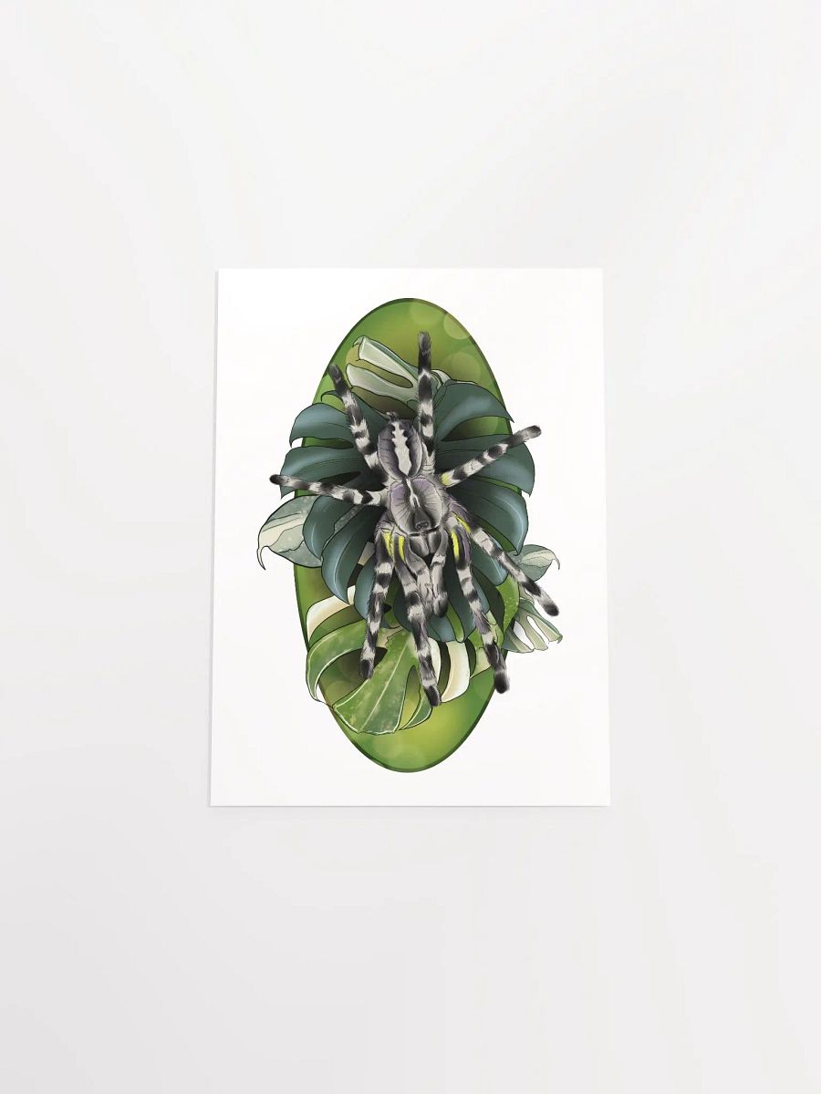 Poecilotheria Regalis and Monstera product image (12)