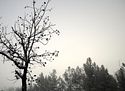 Intermontane Dreams