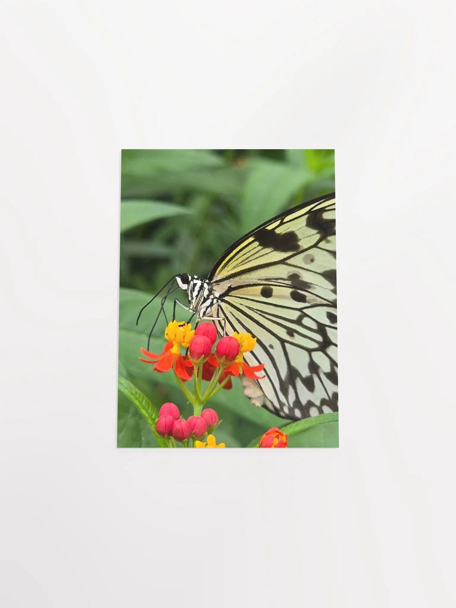 Paper Kite Tropical Butterfly Poster 5x7" product image (4)