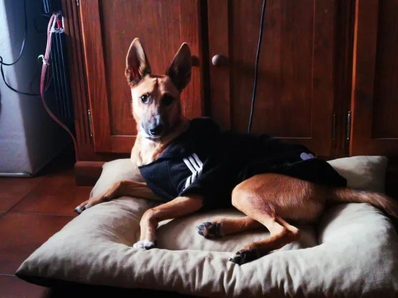 Adidog Pet Coat product image (9)