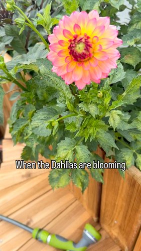 Flowers in bloom…

#dahlia #blackdahlia #colours #pretty #blooming #happy #garden #gardening #home #summer #flowers #green #b...