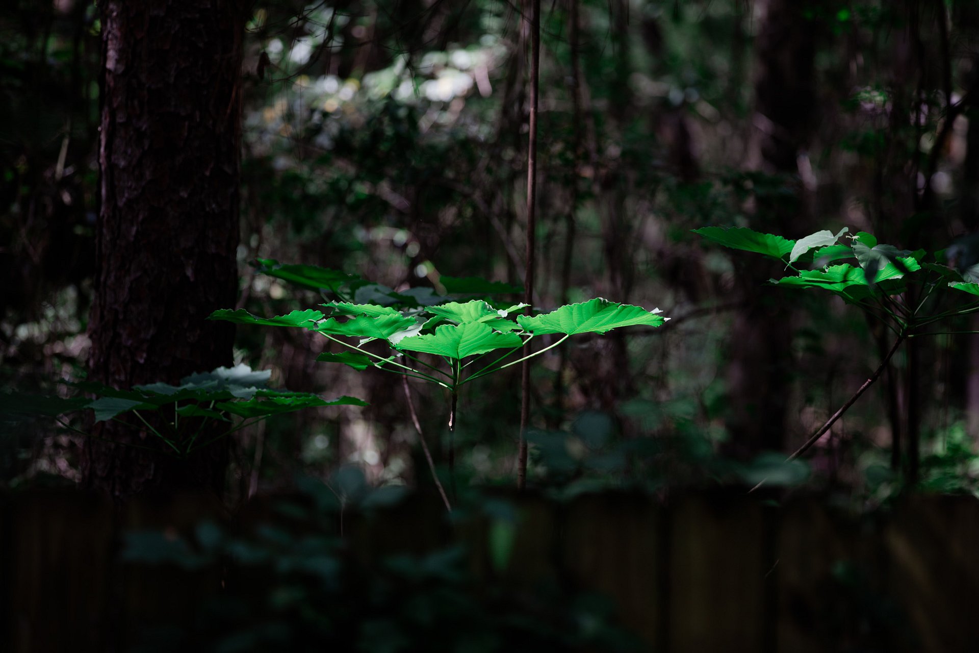 Natures Umbrella product image (1)