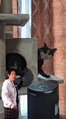 #Meme #MemeCut #CapCut #catsoftiktok