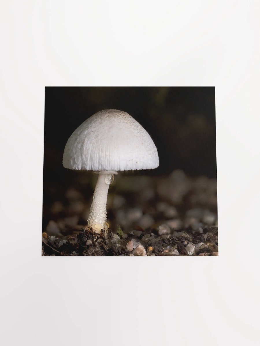 Leucocoprinus Print product image (7)