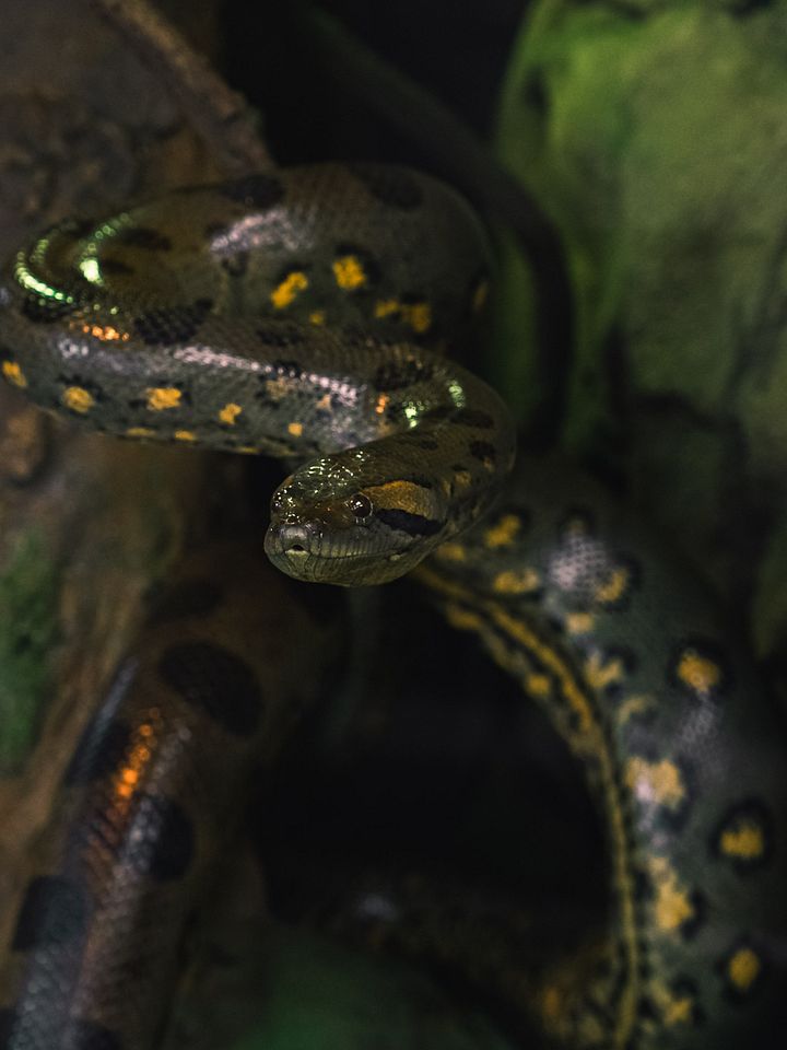 Green Anaconda Perched #1 product image (1)