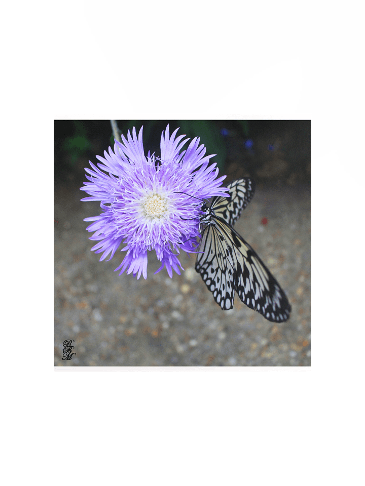 Yellow Butterfly on Purple Flower product image (2)