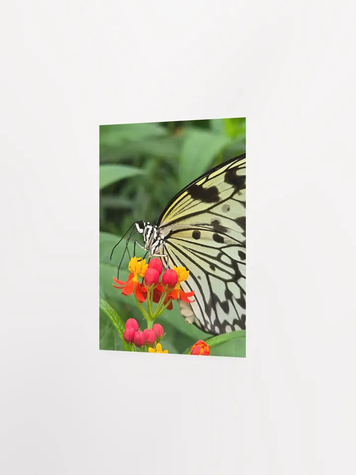 Paper Kite Tropical Butterfly Poster 5x7" product image (1)