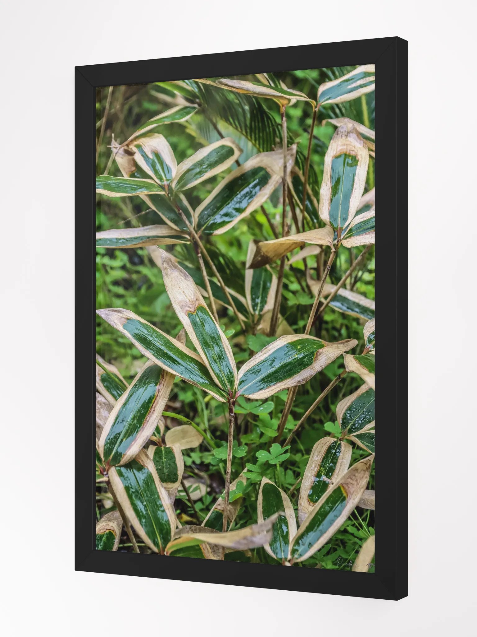 🍃 Print Fine Art – Wrinkled Kimono of the Bamboo Samurai 🎴✨ product image (3)