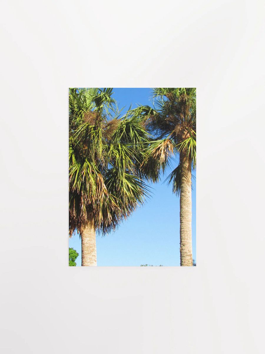 Florida Palms product image (10)