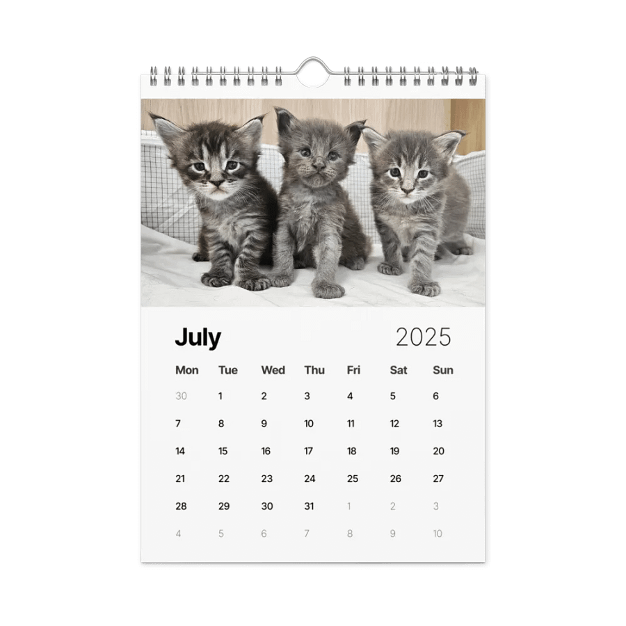 2025 Calendar - Maine Coon Adventures + Kittens product image (7)