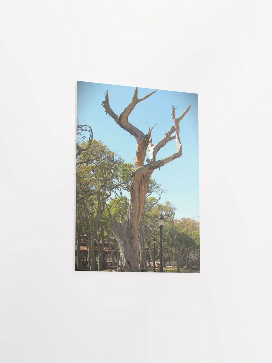 Old Tree product image (33)