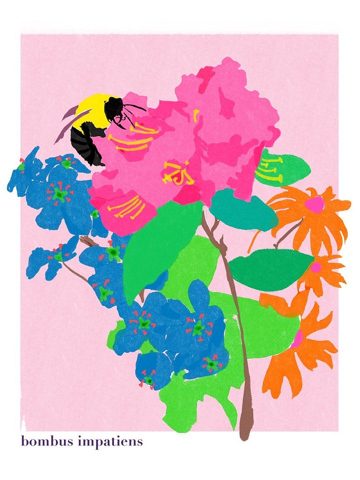 bombus impatiens art print product image (1)
