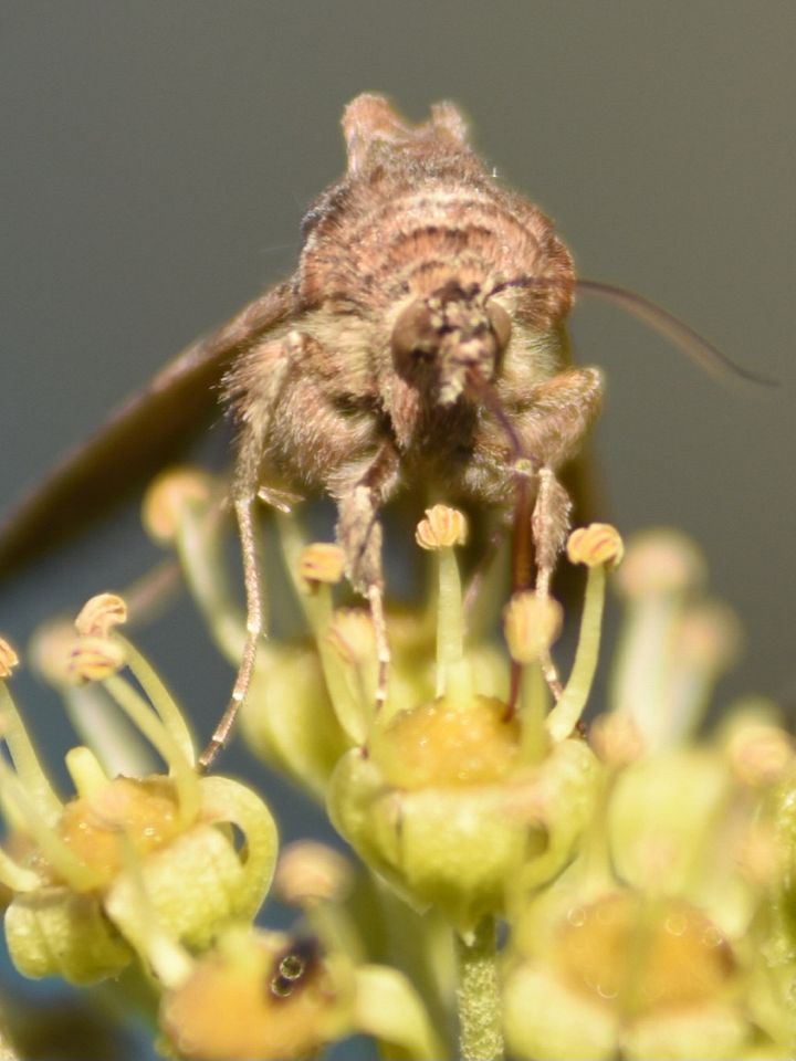 Mothy product image (1)