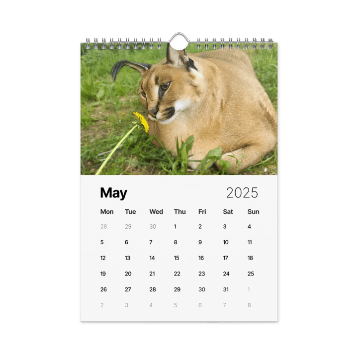 FLOPPA CALENDAR FOR 2025 product image (1)