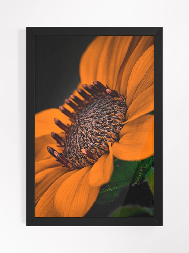 Orange You Glad Sunflower product image (1)