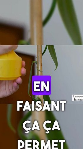 Astuces pour racines vertes et saines. Comment garder les racines de vanille bien vertes ? Suivez ces conseils simples pour é...