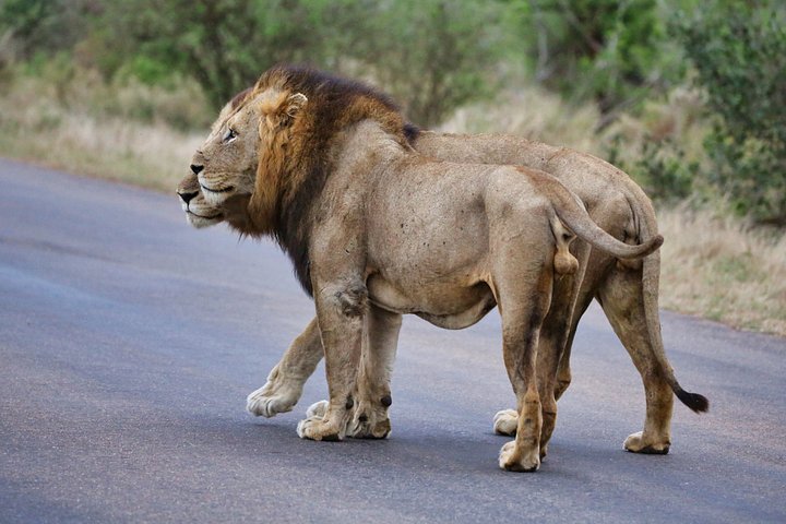 Lion product image (1)