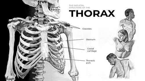 Anatomical illustration for my Figure Drawing class + some graphite thumbnails

🩻

Gouache on Illustration board 

My class w...