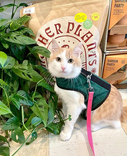 This week we’re talking about pets & plants 😽🪴
What plants are pet safe? How do you keep your pets safe from toxic or poisono...