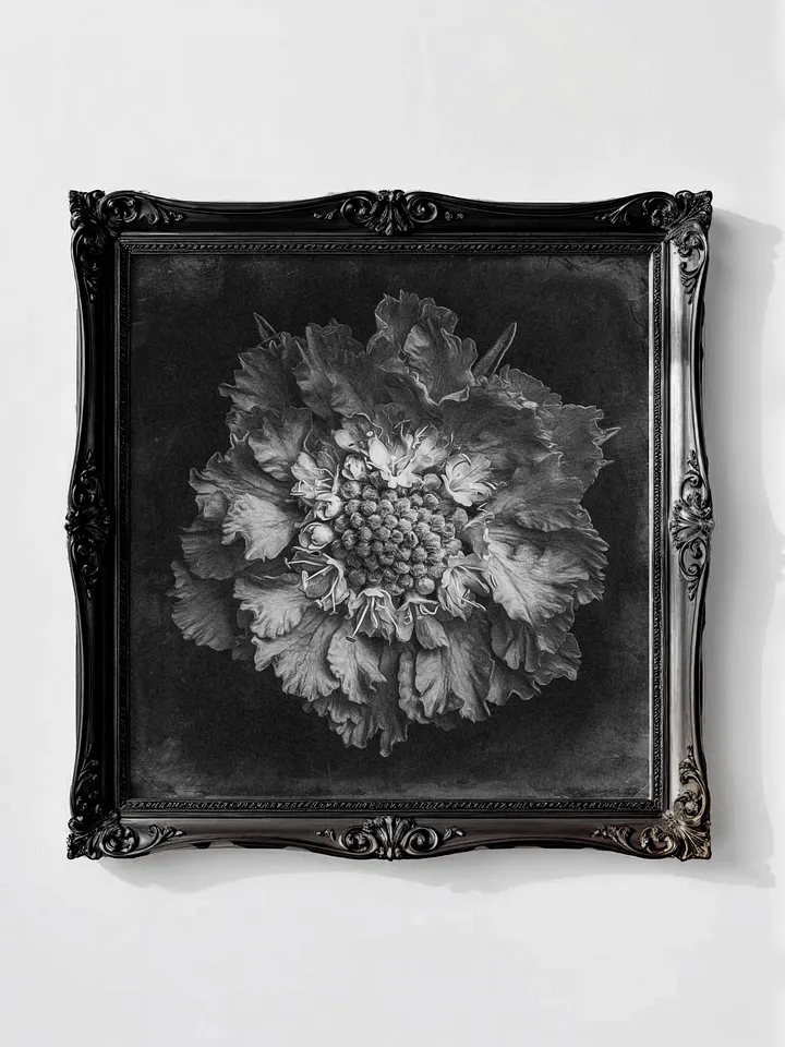 Pincushion Flower, Vintage Black & White Square (Printable) product image (1)