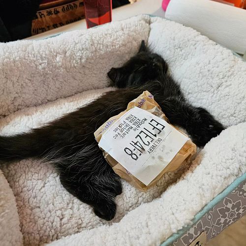 Can you guys watch him? I'm going to go smoke
-
-
-
#cat #cats #pet #pets #cute #animal