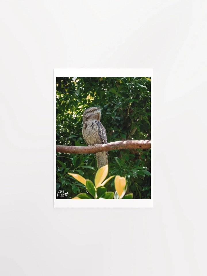 Frogmouth - Print product image (1)