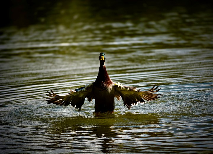 Goose the Goose product image (2)