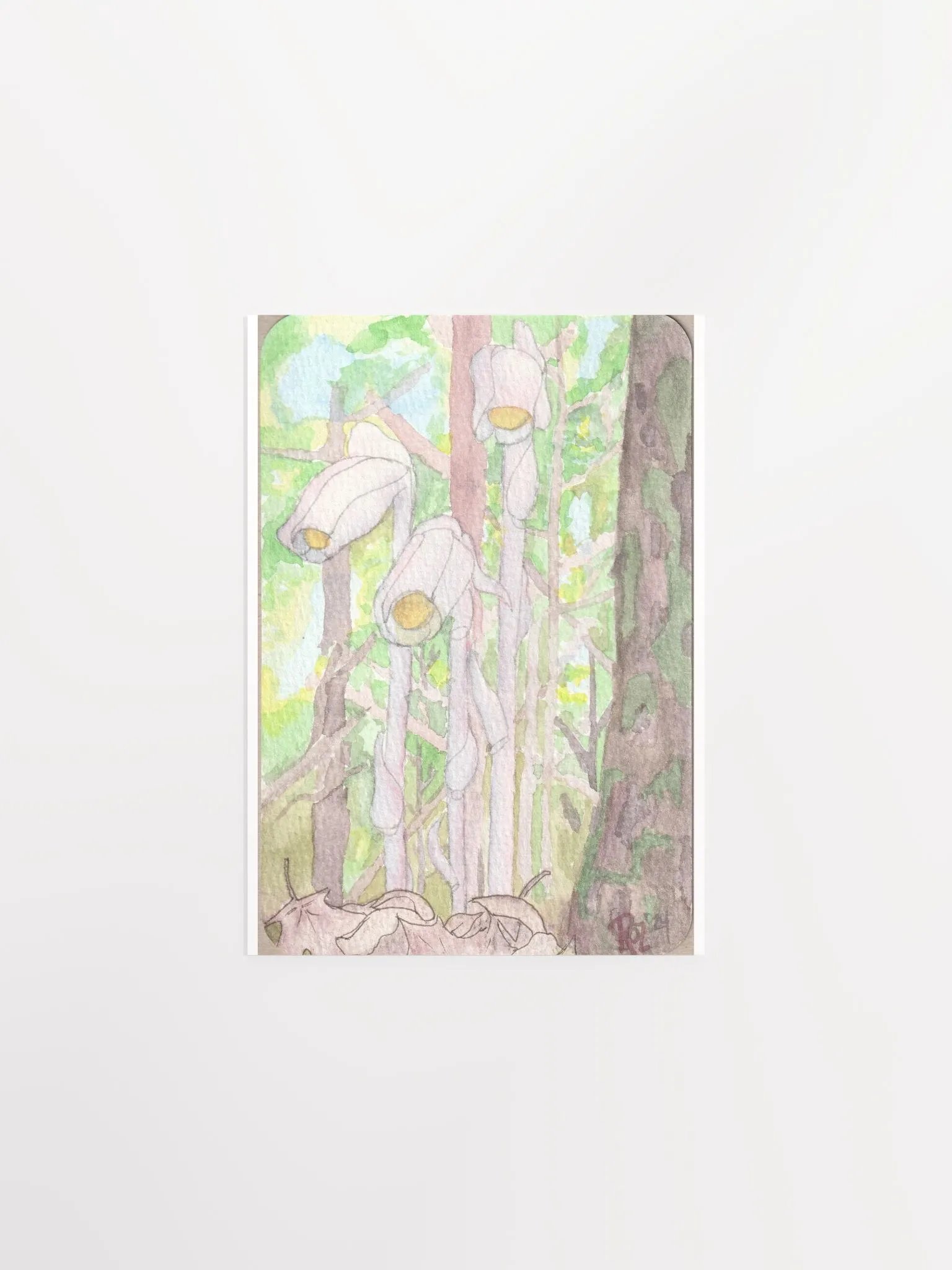 Ghost Pipe flowers product image (1)