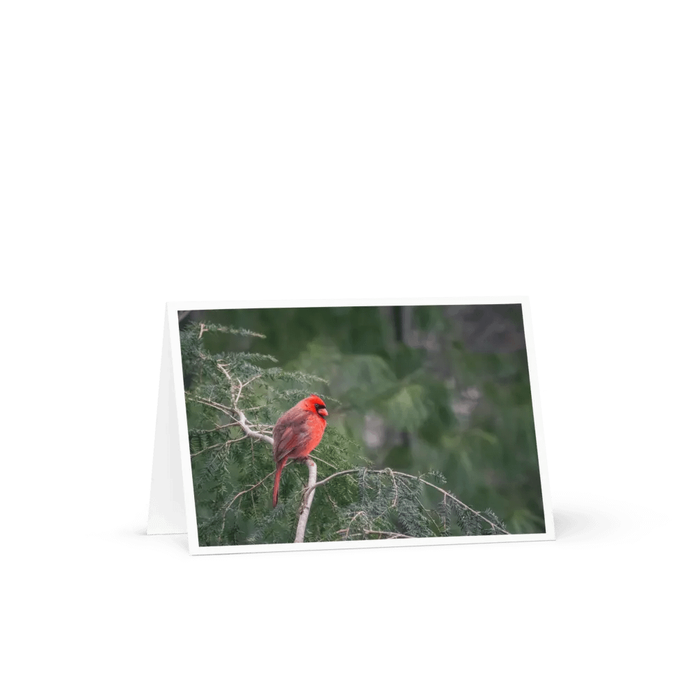 Cardinal on the Green with Border Notecard product image (1)