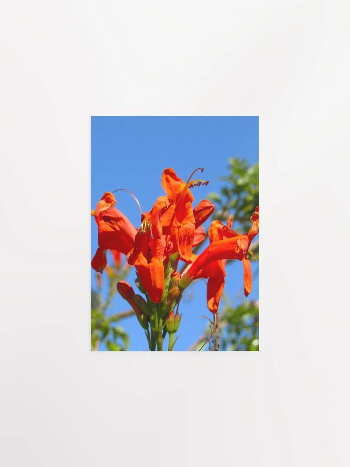 Cape Honeysuckle product image (12)