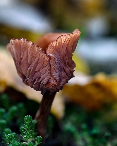 I'm not sure, but this one must be Arrhenia Discorosea (OMPHALINA DISCOROSEA).⁠
⁠
Omphalina is a genus of small agarics with ...