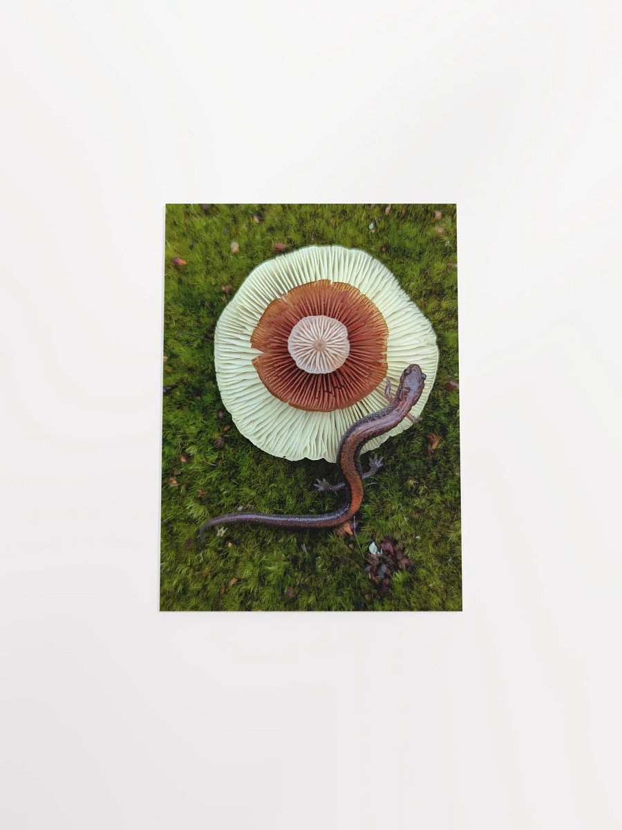 Salamander & Gills (Print) product image (4)