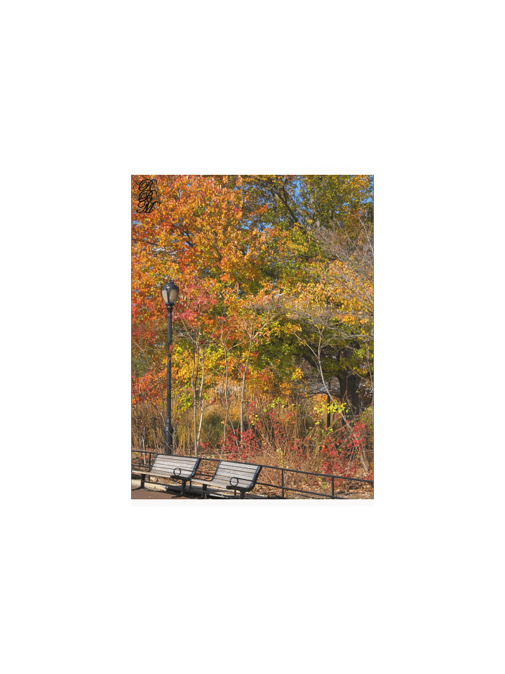 Park Bench and Autumn Leaves product image (1)