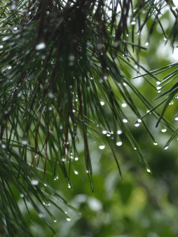 Pine Rain Digital Wallpaper Set product image (1)