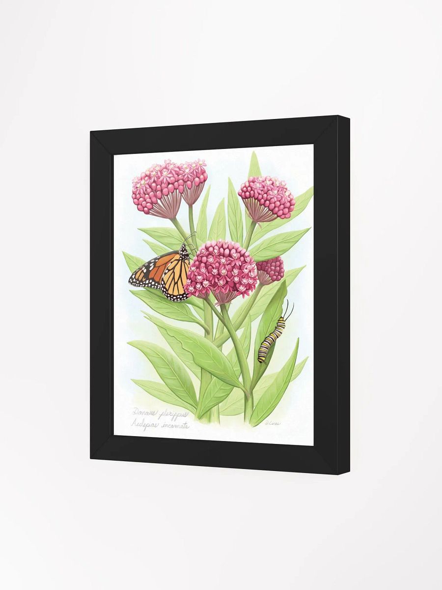 Monarch & Milkweed product image (25)