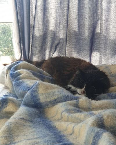 The last picture I will ever take of my perfect chonky boy. My mom took him to the vet for his nose, he had cancer and had to...