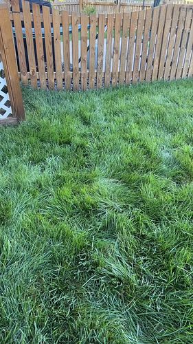 Is TurfMend any good?

https://www.turfmend.com/shop
Code: Girlzlawn 

#lawn #lawncare #seed #grass #diy