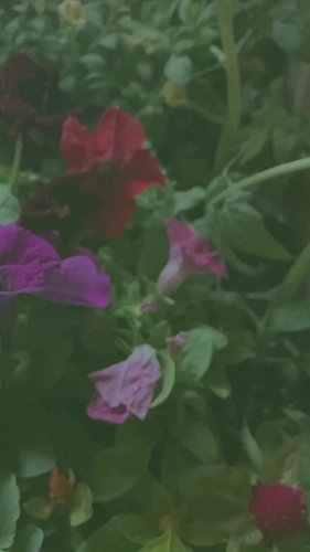 SOON!! I am *very* excited to do my gardening stream this weekend.

🌸 
🌸 
🌸 

#homegardening #containergardening #gardening #...
