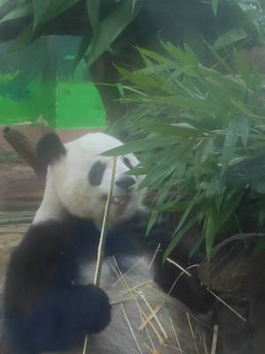 雅一吃小竹子