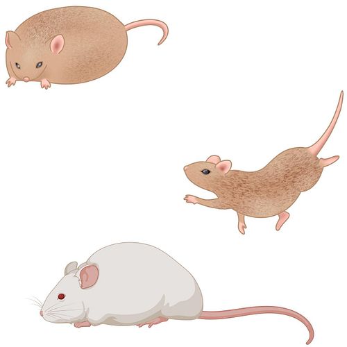 While @biorender.io graphics are fantastic, I do think my drawing more accurately reflects the otherworldly cuteness of ob/ob...
