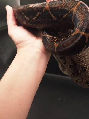 will eventually share the full videos. #Boas #Boidae #BoaSnakes #BoaLover #boaimperator #BCI #localityboa #localitygem  #SnakeLover #snakephotography #snake #SnakeCollection #RareReptiles #rareboa  #panamanianboa #honduranboa #honduranfirebelly #Suriname #surinameboa #redtailedboa #costaricanboa #colubrid #indigosnake 