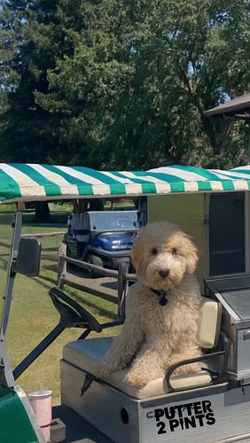 I'll take two tall boys please.

@usuckatgolf @bethpagegolfcourse 

#golfmemes #golfhumor #golferproblems #golffails #weekend...