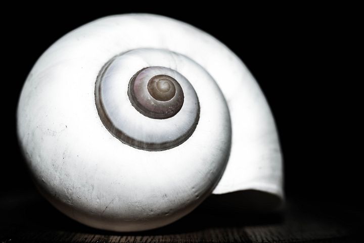 Shell Hath No Fury product image (1)