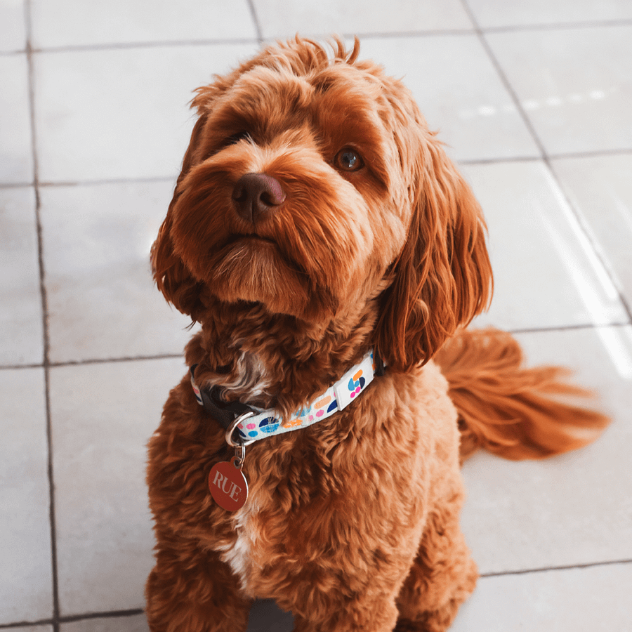 Dog Leash product image (2)