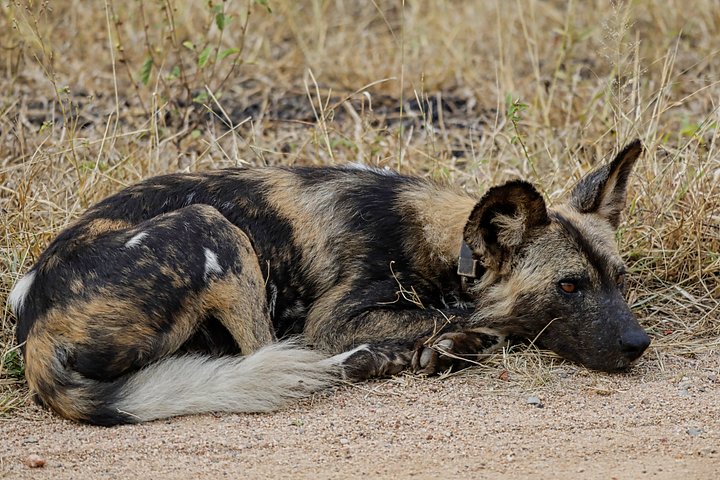 Wild dog product image (1)