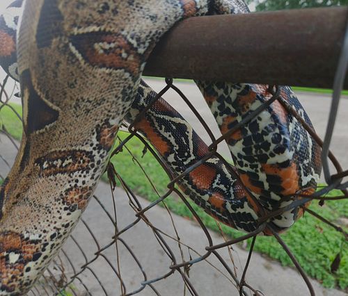 This Suriname is so nice I cannot get enough of him
Fenrir- Megapeak W/C × W/C 

#surinameboa #Suri #Suriname #trueredtailboa...