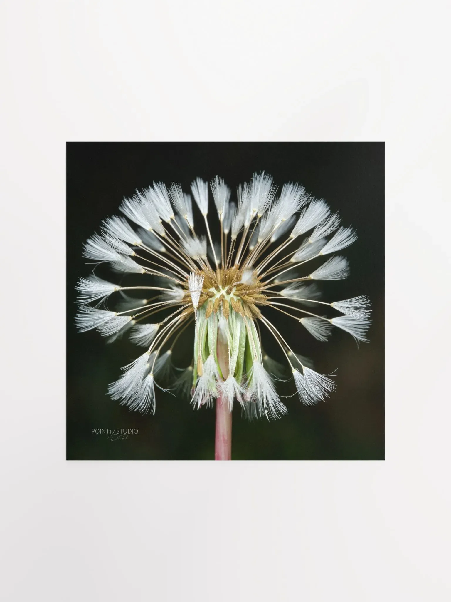 Dandelion #11 - Print product image (1)