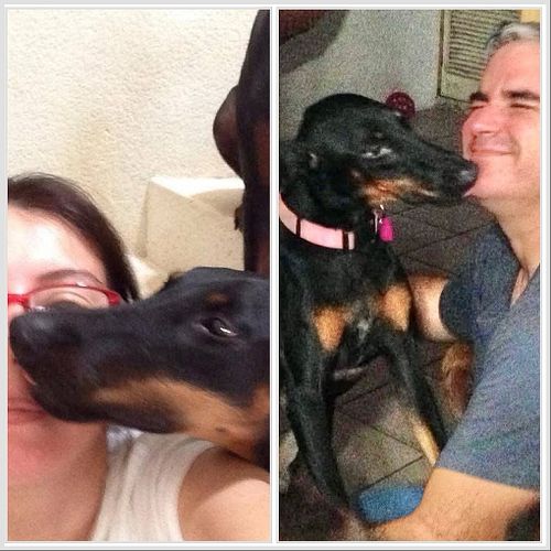 Happy National Pet Parents Day!

Thank you for being part of our family ❤️

#nationalpetparentsday #chicathedoberman