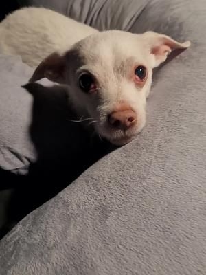 I guess I'm sleeping on the couch tonight #dogsoftiktok 